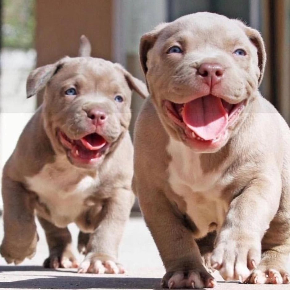 Различия питбулей