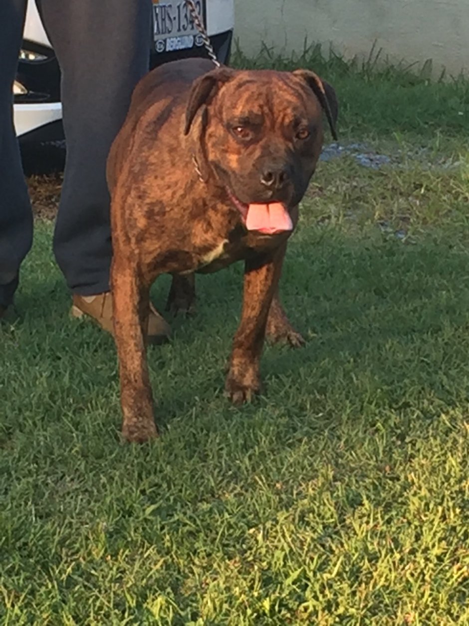 Питбуль мастиф леопардовый