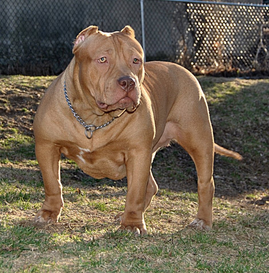 Мастиф Стаффорд