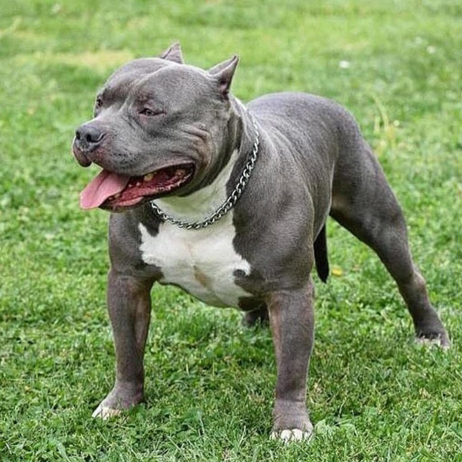 Американский булли