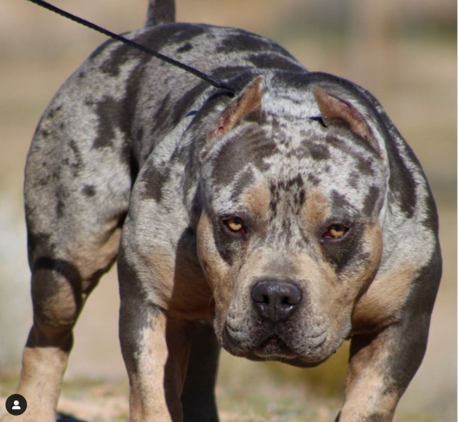 Стаффорд Мерль