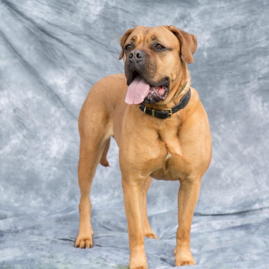 Канарский мастиф