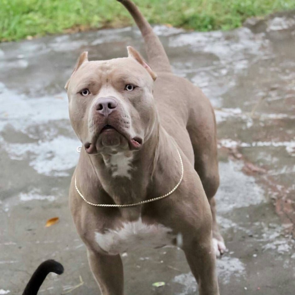 Американский питбультерьер изабелловый