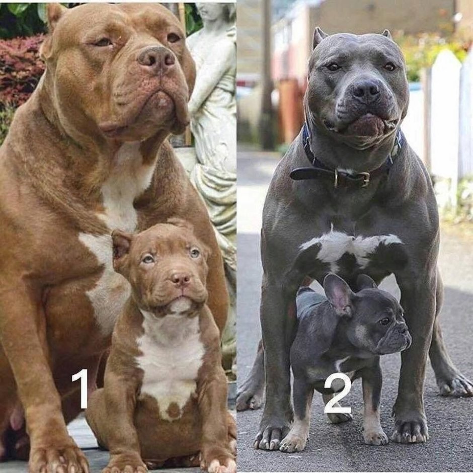 Булли, Стаффорд и питбуль