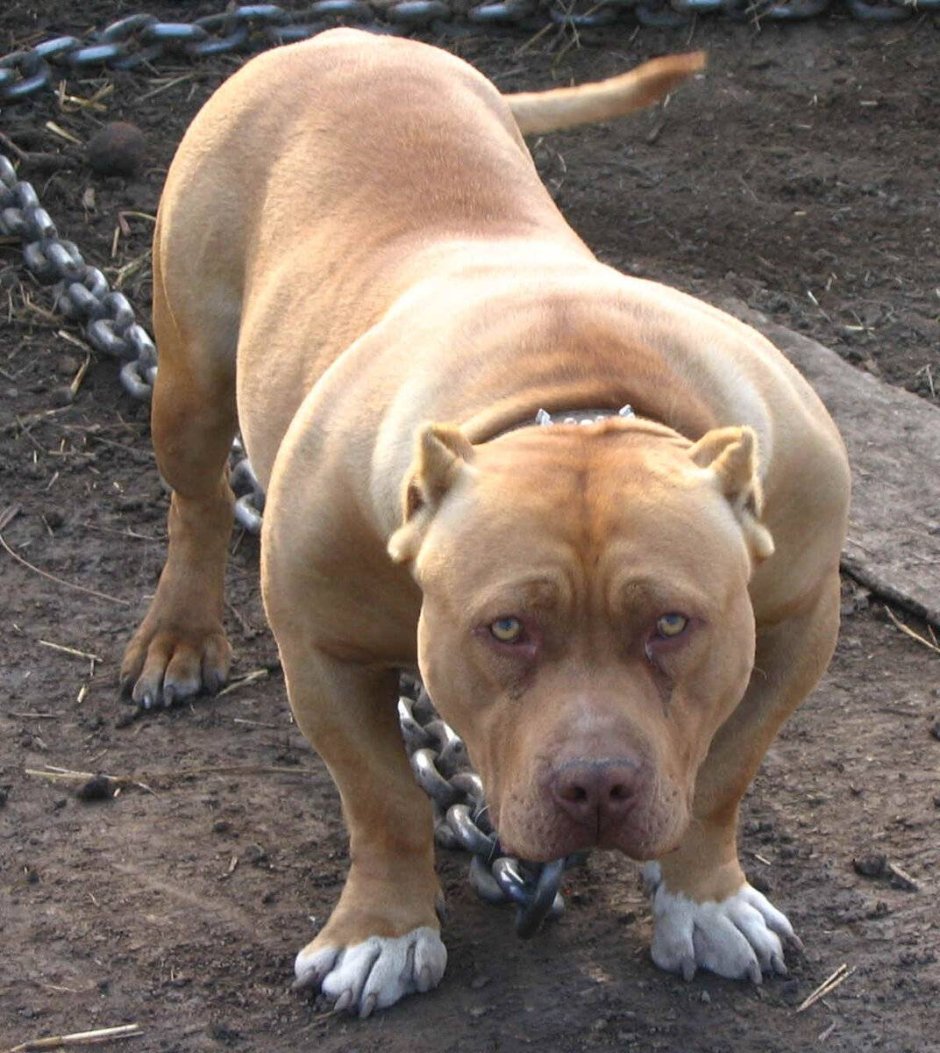 Американский бандог