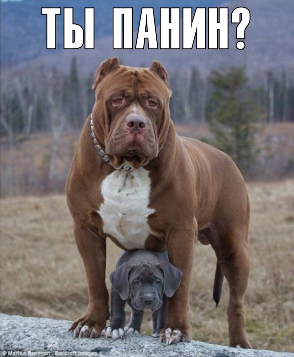 Питбуль Халк