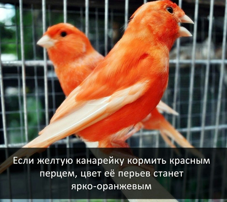 Канарейка на прозрачном фоне