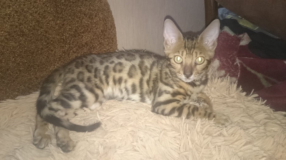 Помесь мейкуна и манула
