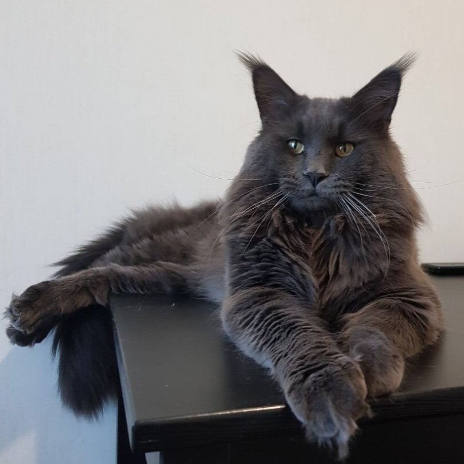 Кот метис Мейн куна