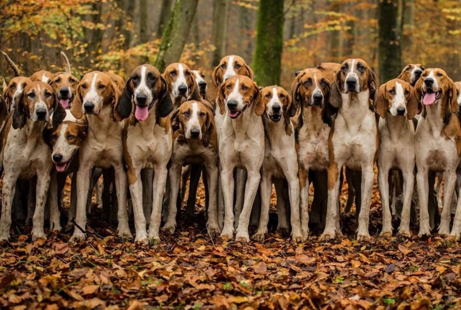 Ibizan Hound порода собак
