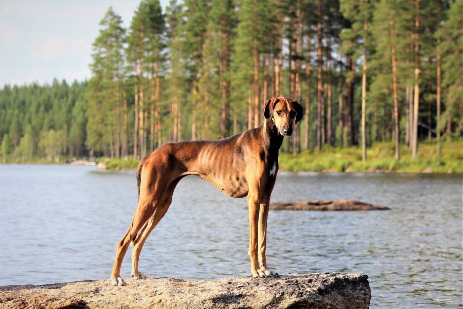 Азавак Левретка