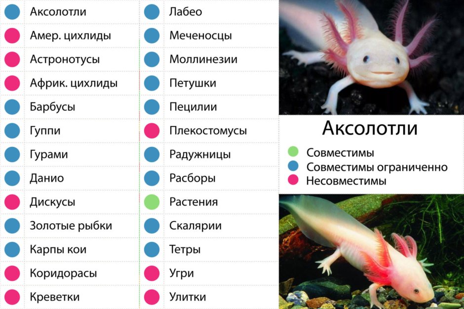 Мексиканская саламандра аксолотль