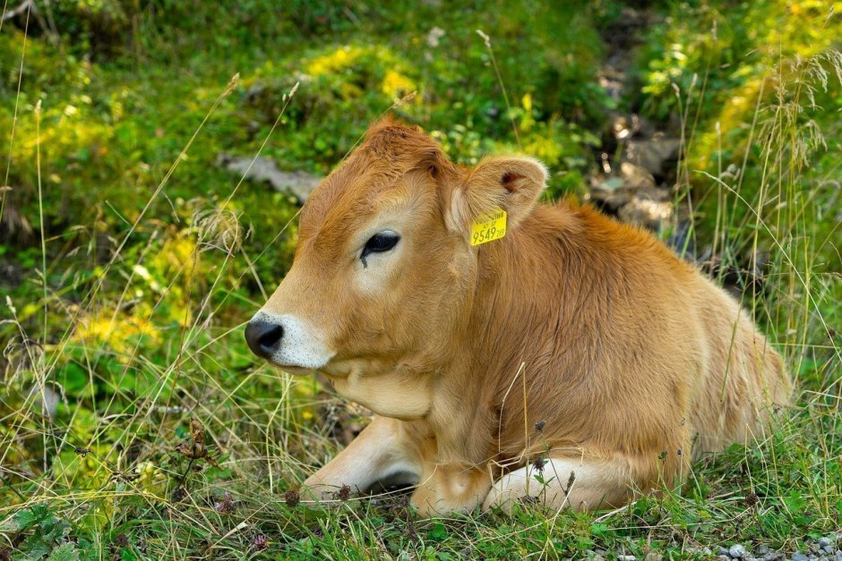 Русская корова