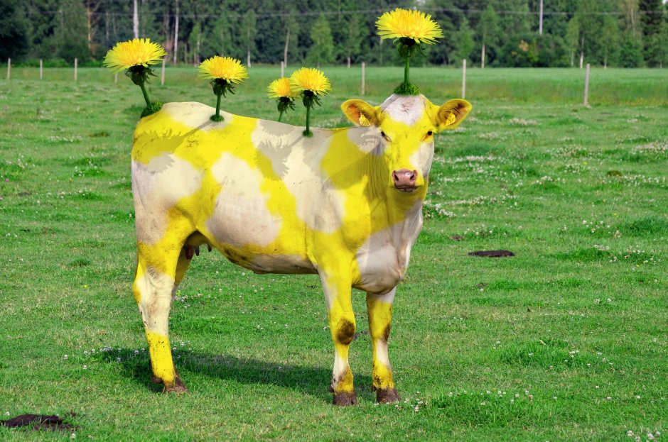 Лютиковая корова