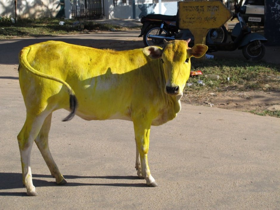 Желтая корова