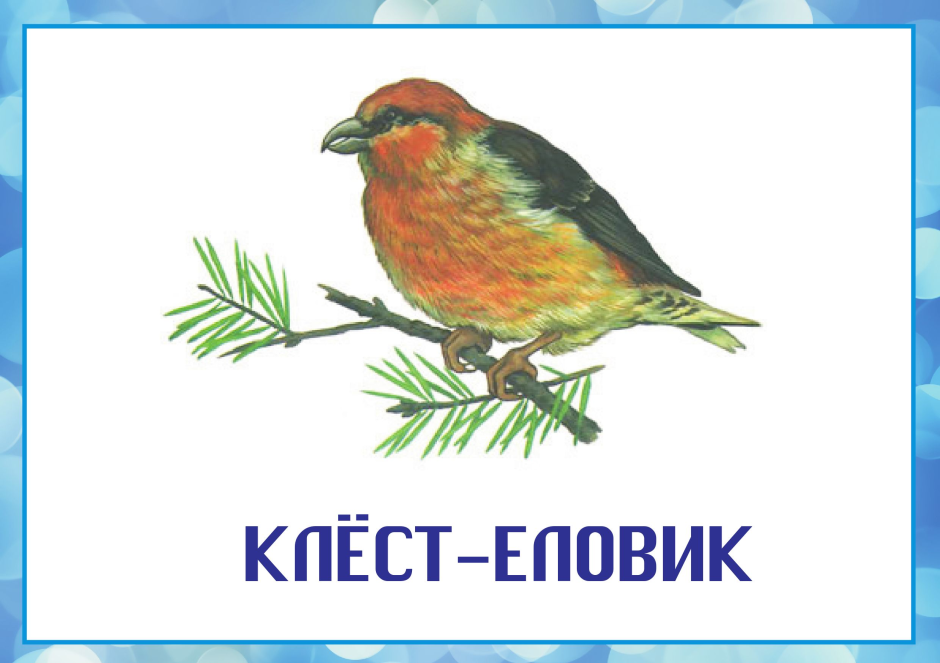 Снегири картинки для оформления