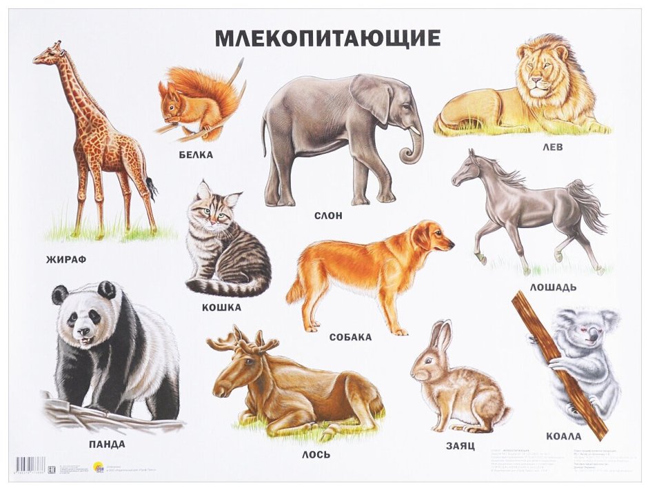 Млекопитающие животные