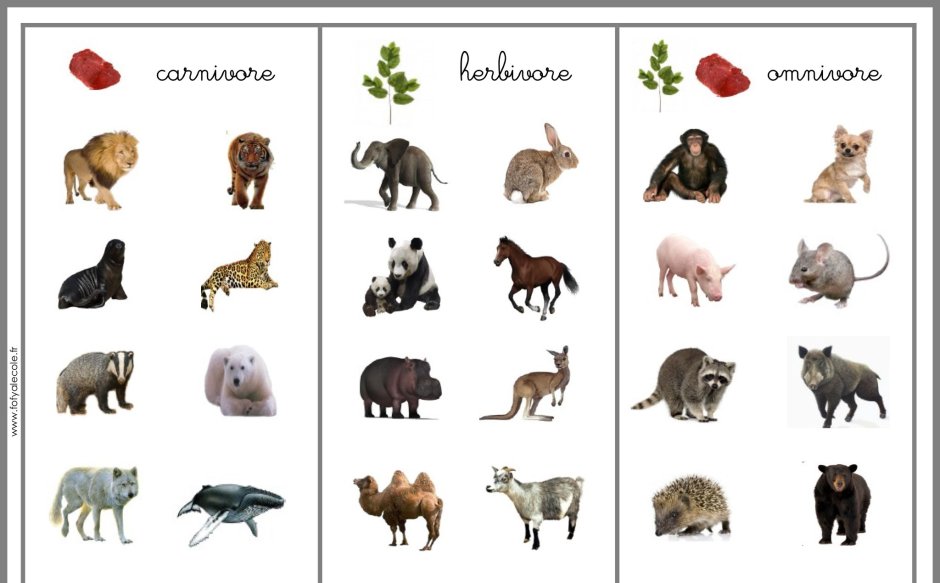 Задание Carnivore Omnivore Herbivore