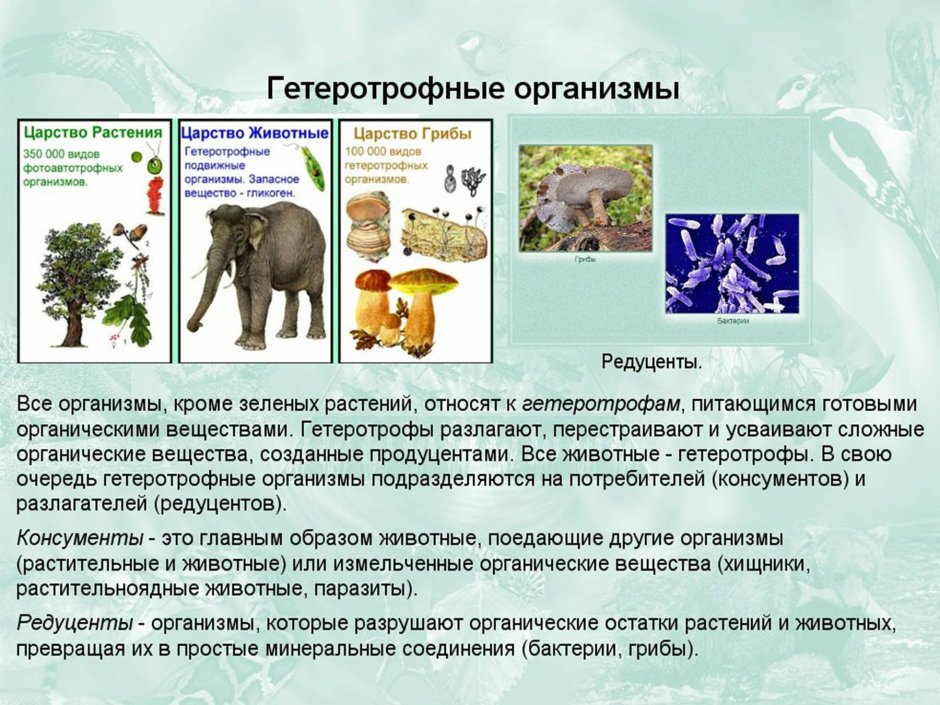 Царства животных организмов