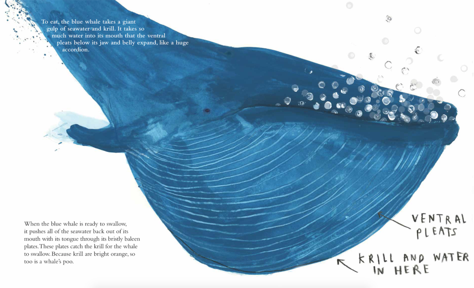 Китовый ус синего кита