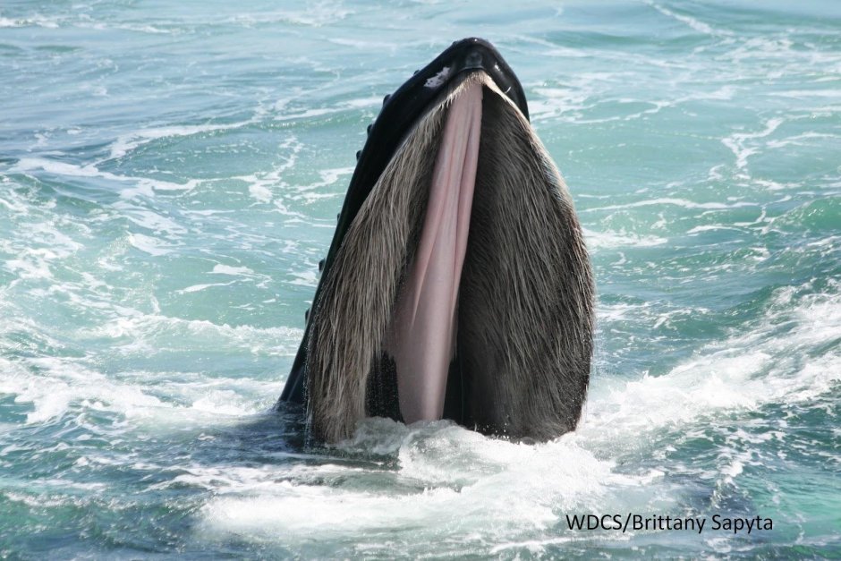 Китовый ус горбатого кита