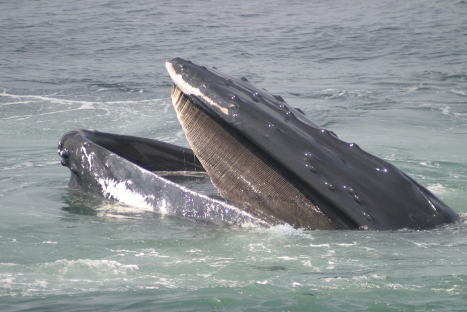 Китообразные презентация