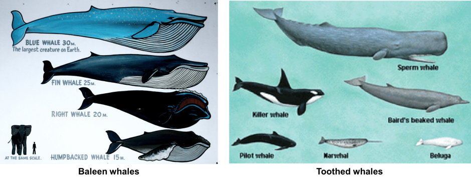 Диплодок и синий кит