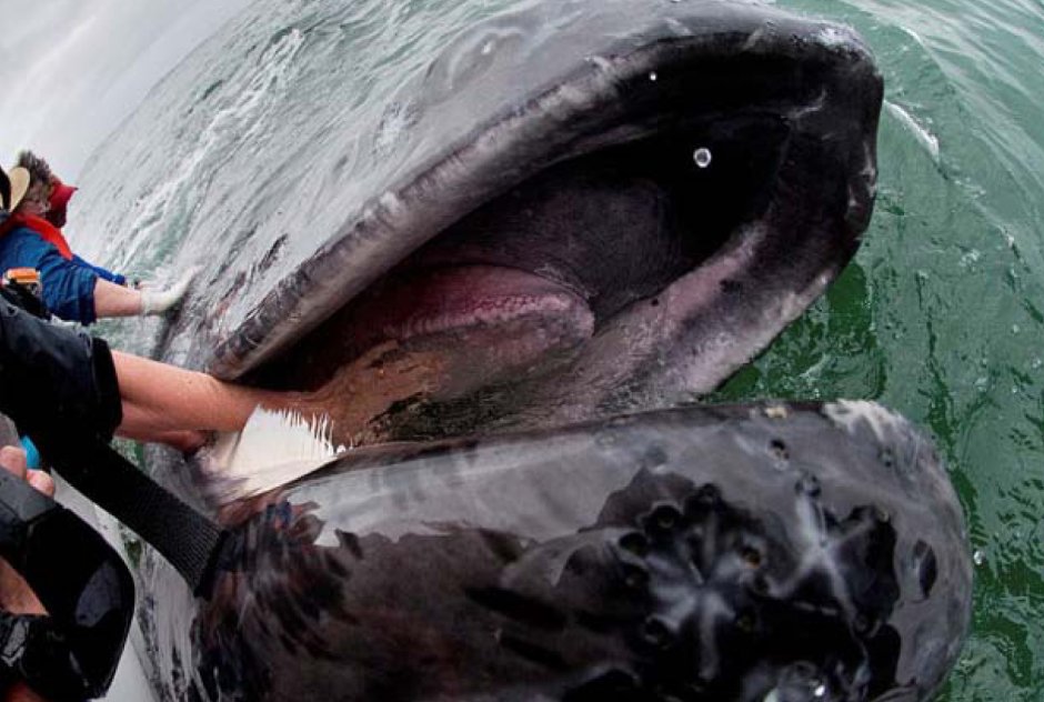 Горбатый кит Размеры