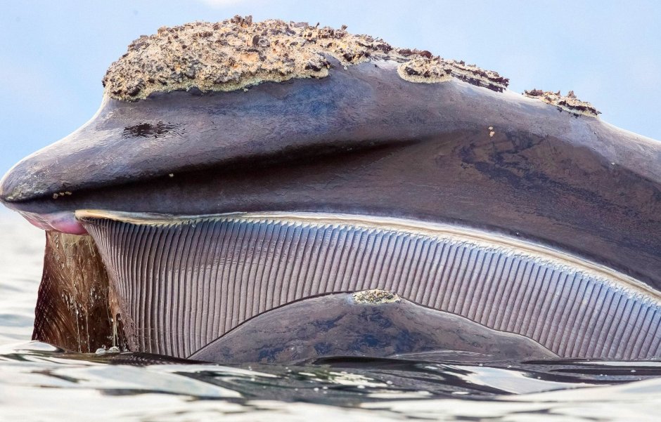 Синий кит цедильный аппарат