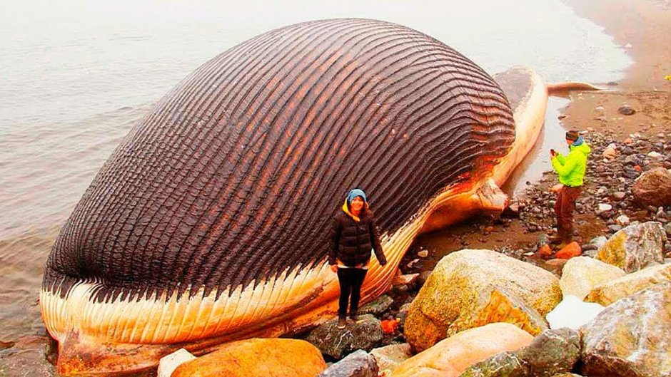 Китобойный промысел Кашалоты