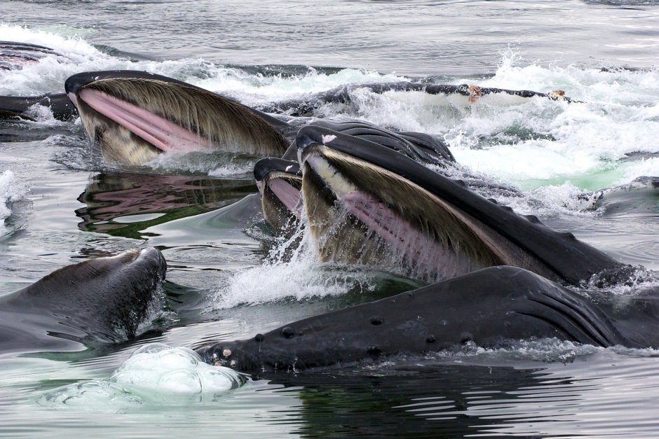 Китовый ус синего кита