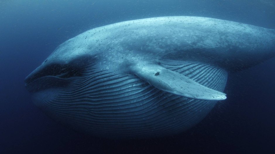 Море китов#