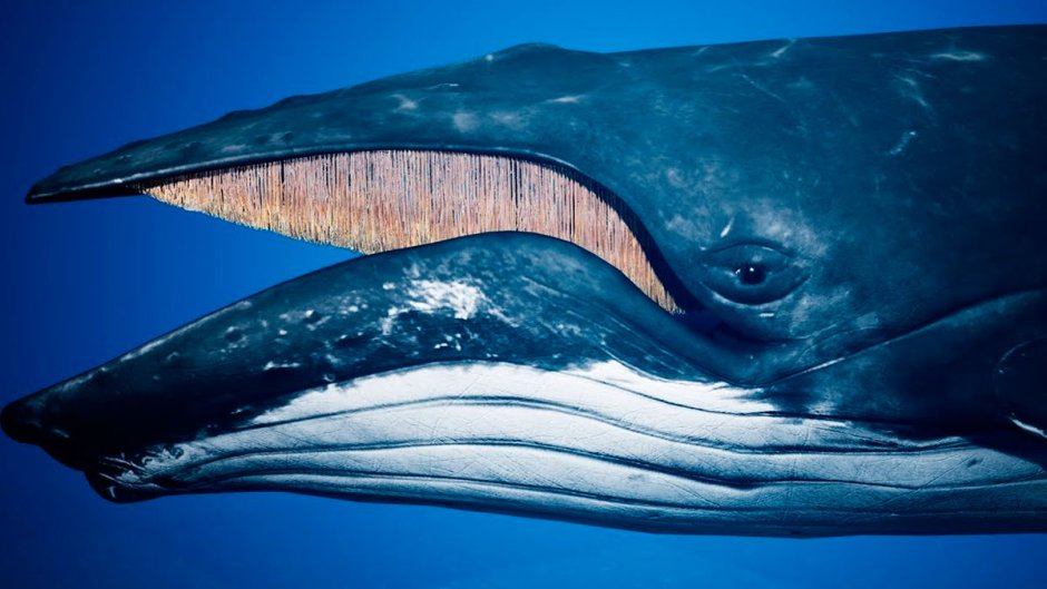 Китовый ус синего кита