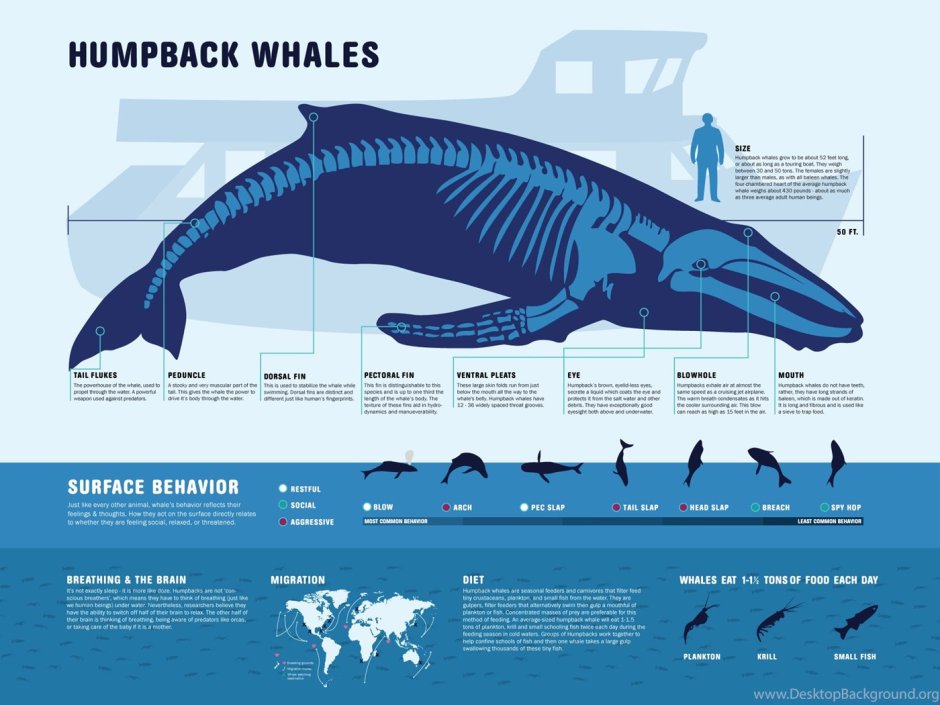 Кит размер синий кит