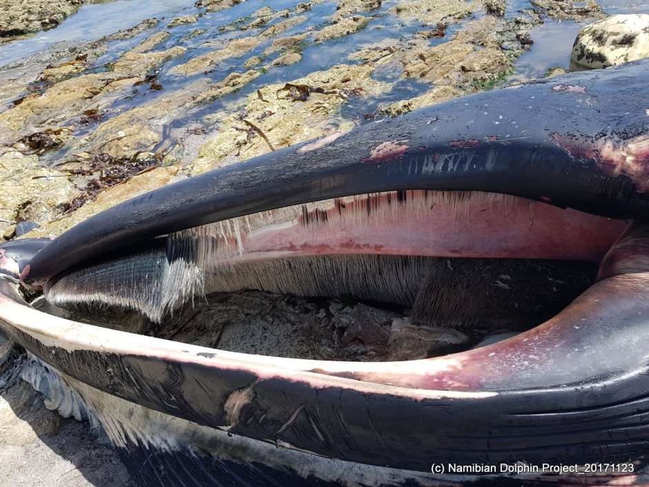 Эволюционное Древо китообразных