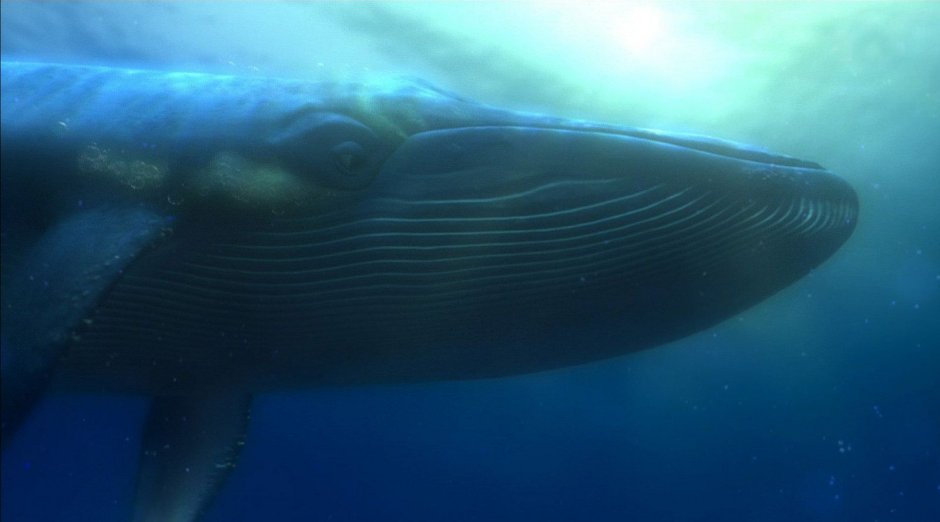 Голубой кит вымирающий вид