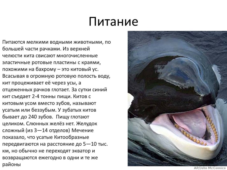 Китовый ус синего кита