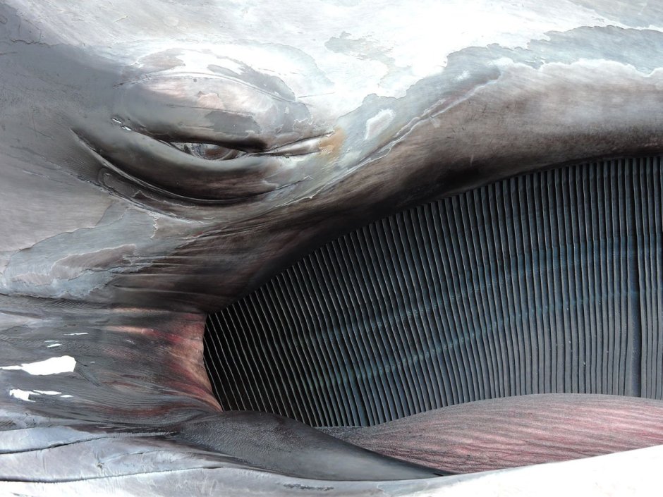 Длина и вес серого кита