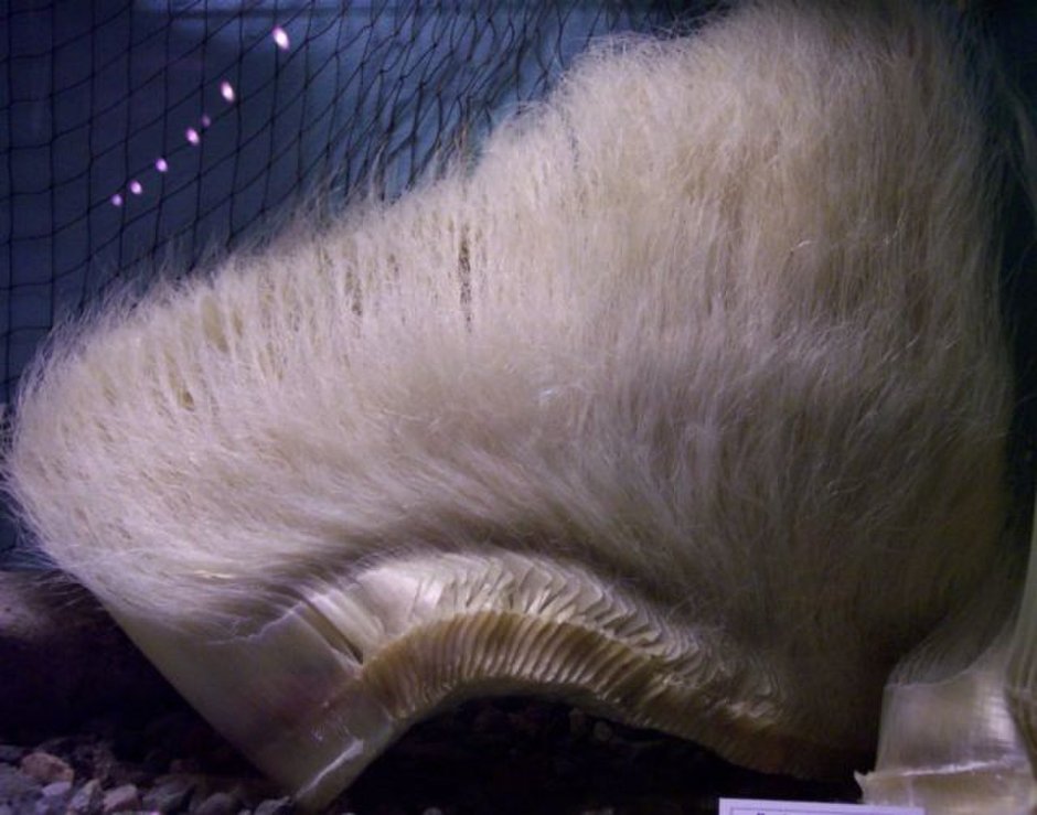 Гигантские рыбы