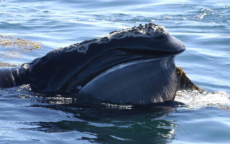 Гренландский кит усы