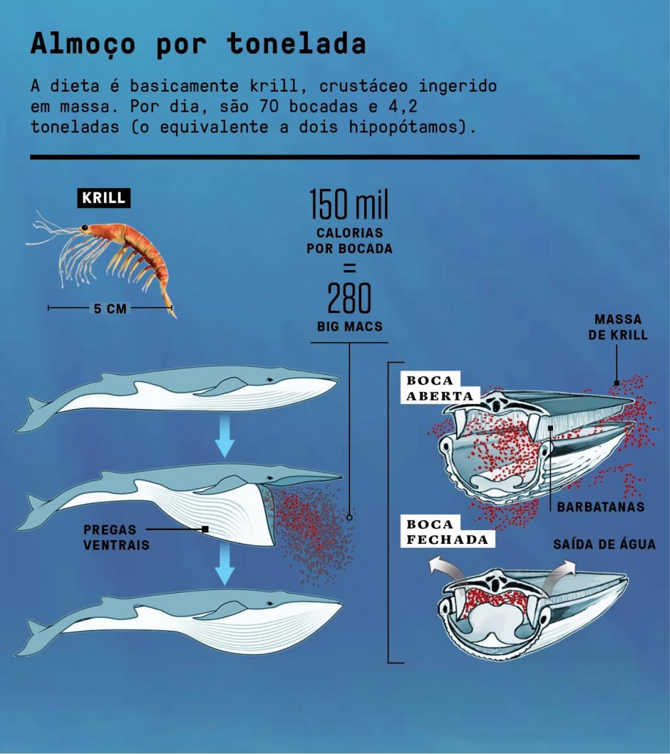 Отверстие у кита