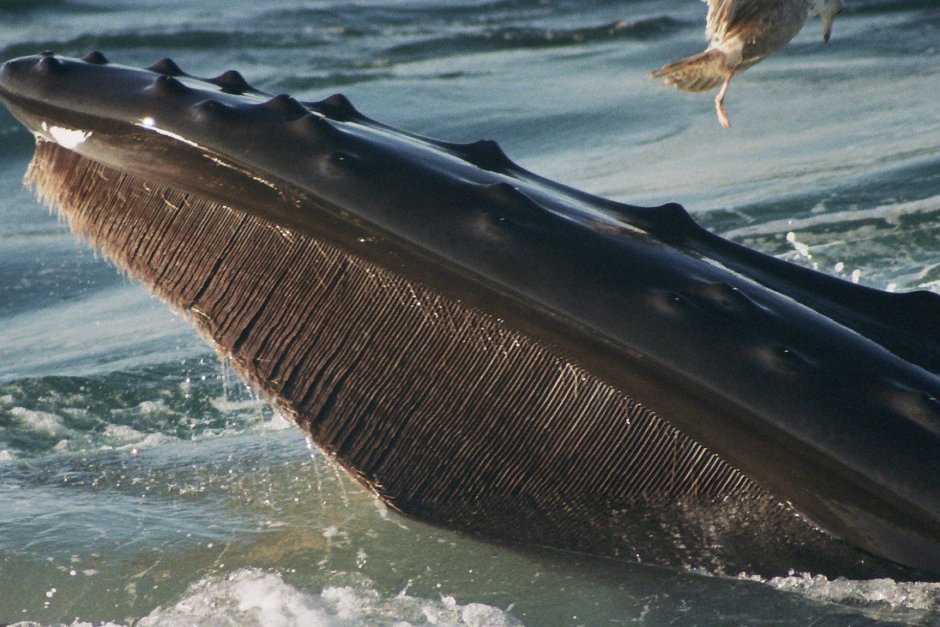 Кит полосатик Горбач