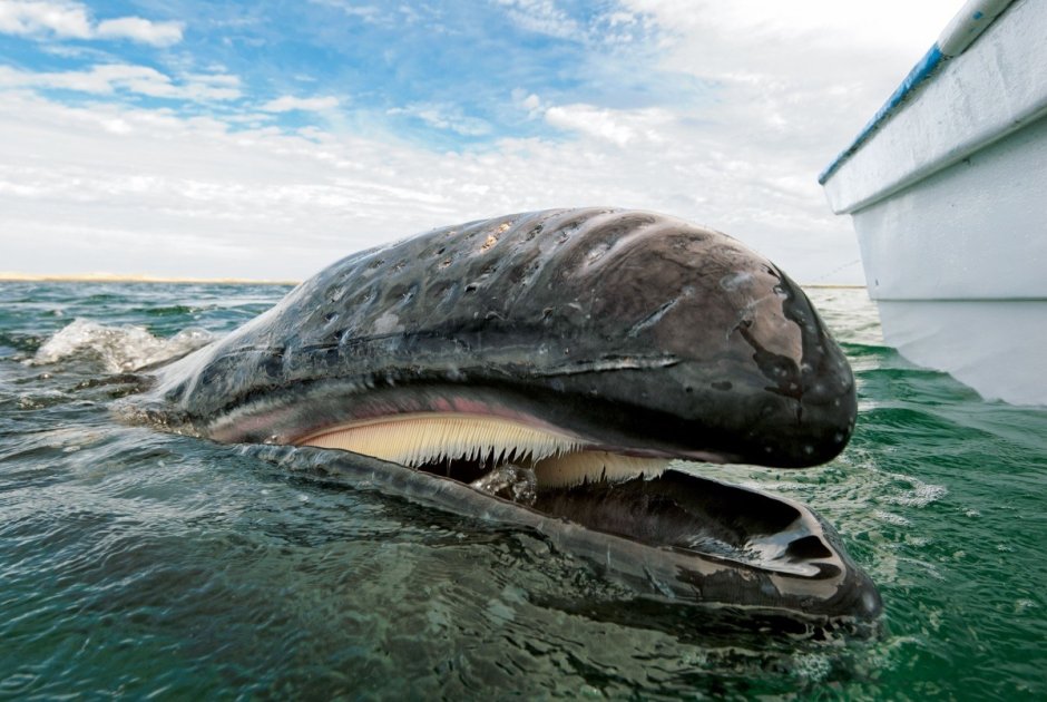 Голубой кит Balaenoptera musculus