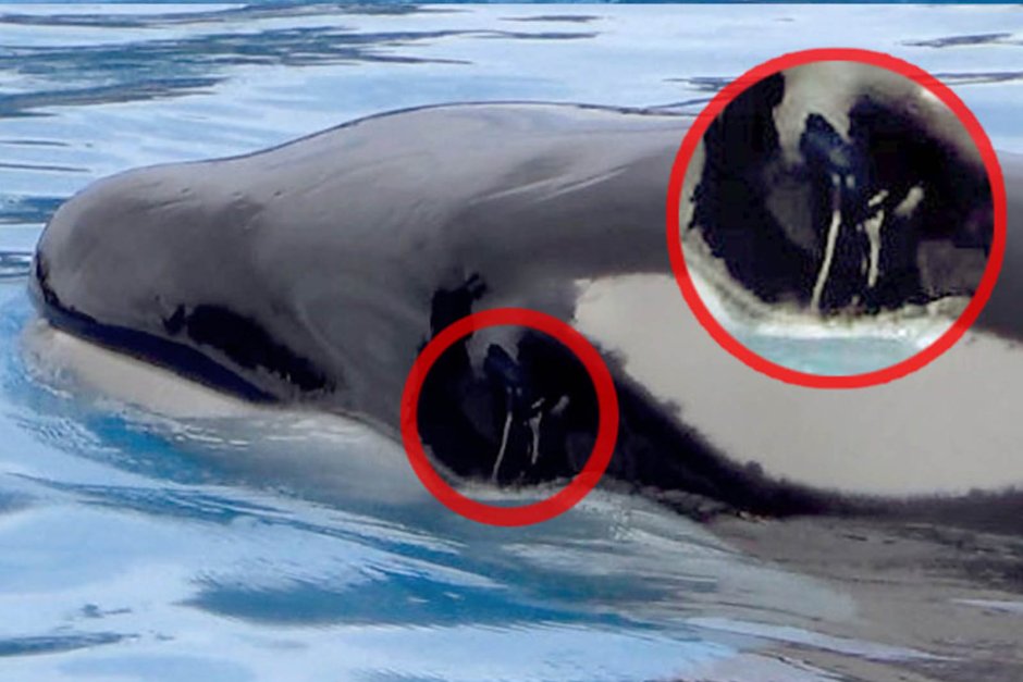 Опасные касатки