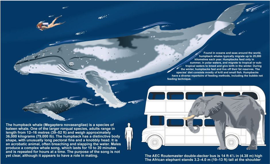 Синий кит Размеры в сравнении
