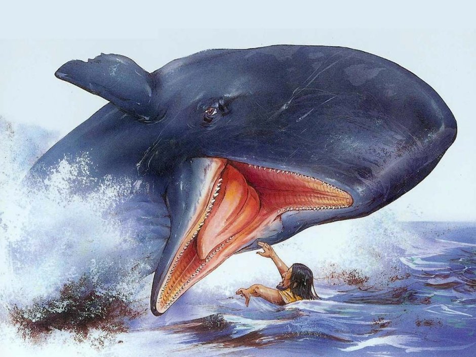 Синий кит анфас