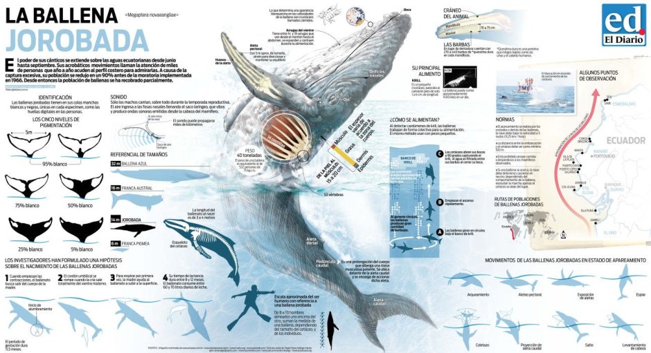 Рыба кит Гренландский