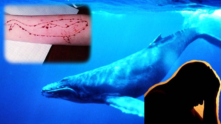 Строение кита