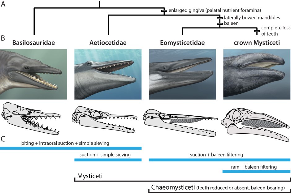 Кит Кашалот вид сбоку