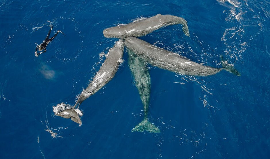 Китовый ус синего кита